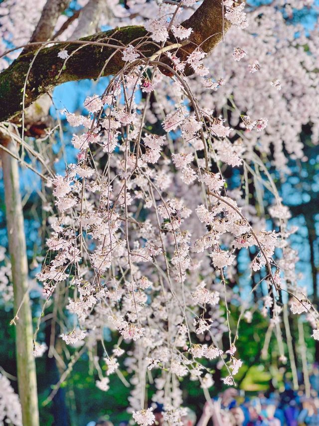 🌸Shinjuku Gyoen National Garden 