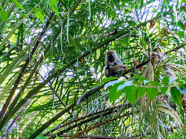 Tree Top Walk