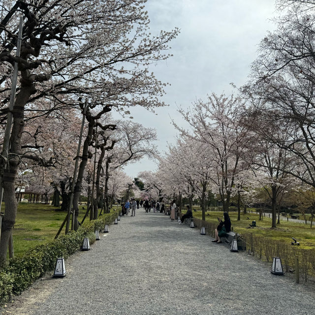 京都の綺麗な桜達🌸