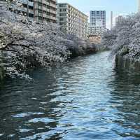 【絶景お花見スポット】目黒川の桜並木