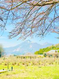 【福島】川のせせらぎと桜のトンネルと磐梯山も