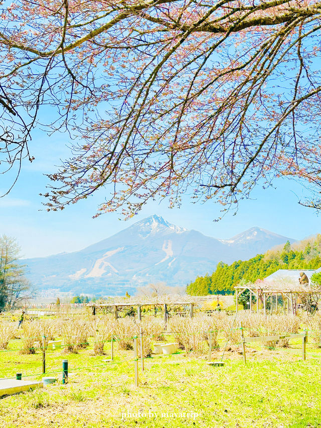 【福島】川のせせらぎと桜のトンネルと磐梯山も
