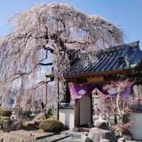 【周林寺】のぼんぼり桜