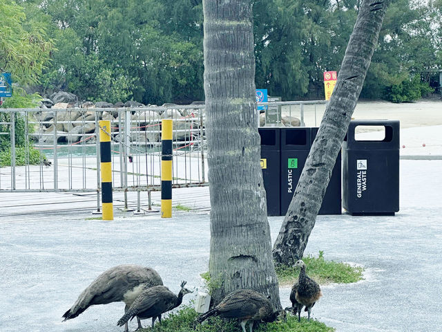 景點-新加坡聖淘沙島Sentosa island 