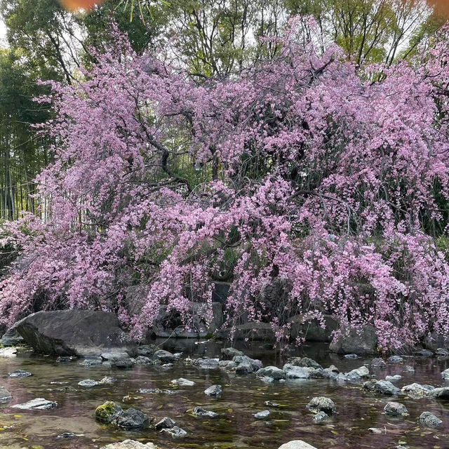 「山形十五軒公園：浪漫櫻花林，市民遺產」