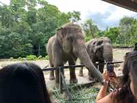 綠山野生動物園 超過300種動物的泰國大型動物園