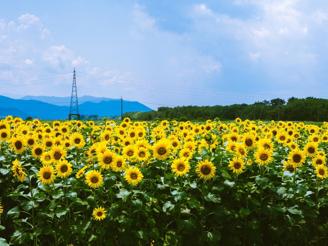 德島景點善入寺島賞花