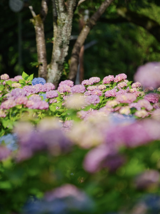 【神奈川】無料で楽しめる😍子連れにもオススメの穴場紫陽花スポット