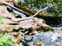 The Halls Falls
