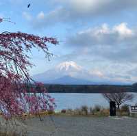 河口湖春天賞櫻季