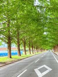 【滋賀】2.4キロ続くメタセコイア並木道