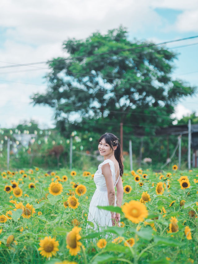 太陽花真係影極都唔厭🥰