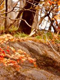 Hakone 🍁 紅葉