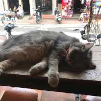 BASTET’S HOME COFFEE