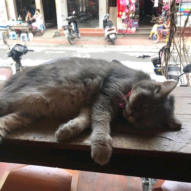 BASTET’S HOME COFFEE