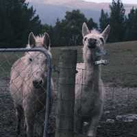 THINGS TO DO IN QUEENSTOWN NZ: DEER PARK HEIGHTS 