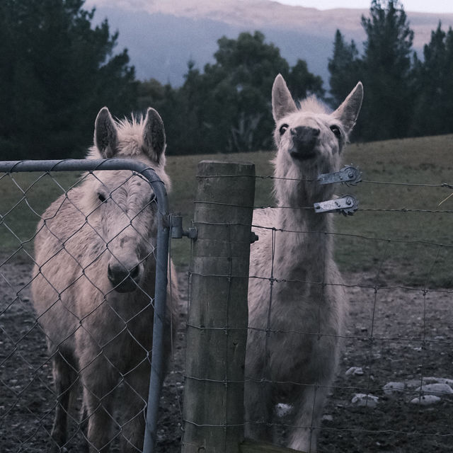 THINGS TO DO IN QUEENSTOWN NZ: DEER PARK HEIGHTS 