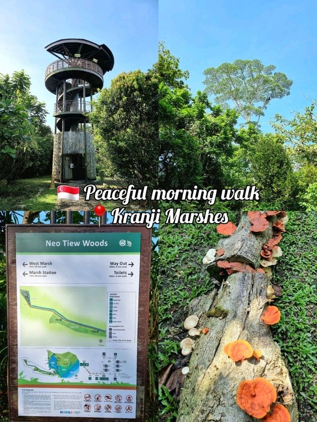 🇸🇬 Peaceful morning walk @ Kranji Marshes