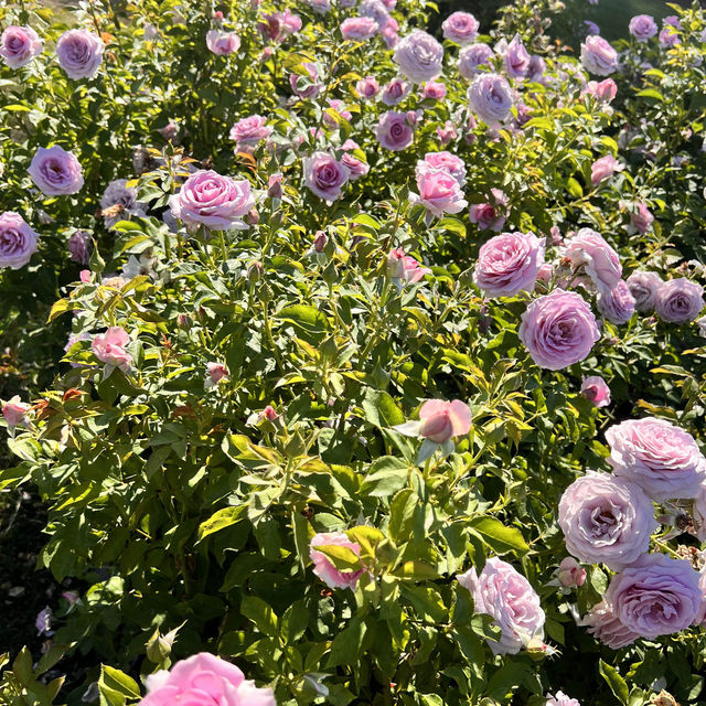 聖荷賽 玫瑰園