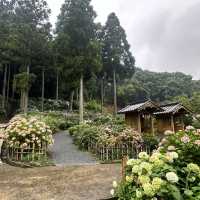 九州久留米千光寺的七千繡球花💐🌺🌸🌻🪻 