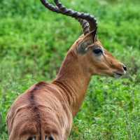 「九州自然動物園」：近距離觀賞動物自在生存，非洲草原體驗