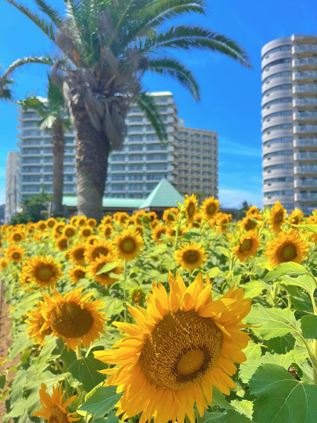 【千葉】夏におすすめ💙東京から2時間の楽園