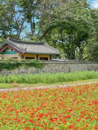 알록달록 백일홍 가득 핀 경주 분황사💛❤️ 