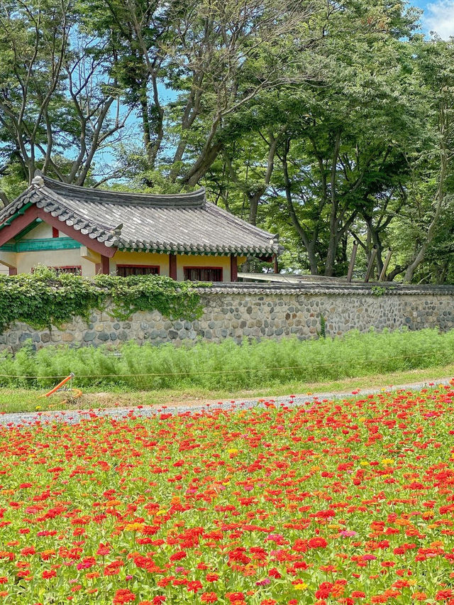 알록달록 백일홍 가득 핀 경주 분황사💛❤️ 