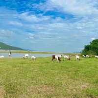 ชวนไปเลี้ยงแพะ ที่นิวซีแลนด์เมืองไทย