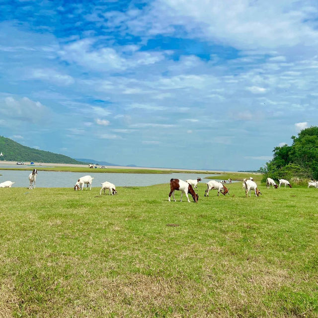 ชวนไปเลี้ยงแพะ ที่นิวซีแลนด์เมืองไทย