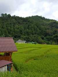 นาขั้นบันได ดอยอินทนนท์