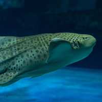 กำเงินคนละ 80 มาสัมผัสโลกใต้น้ำที่บางแสน 🦈