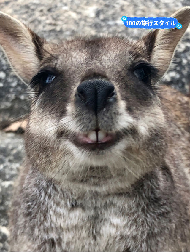 【🇦🇺ケアンズ】これぞ自然大国！！最高すぎるオーストラリア✨✨