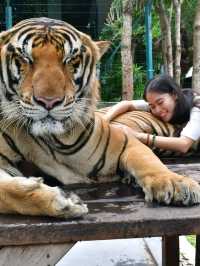 Tiger Park Pattaya ใกล้ชิดเสือตัวเป็นๆ