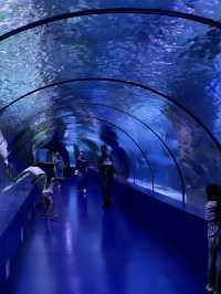 World’s biggest tunnel aquarium 🐠