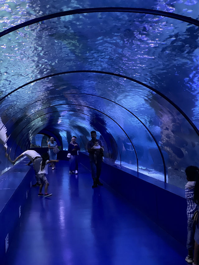 World’s biggest tunnel aquarium 🐠