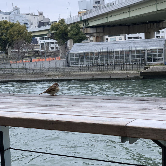 오사카 N번차 방문자의 강추 강변뷰 카페 💛☕️