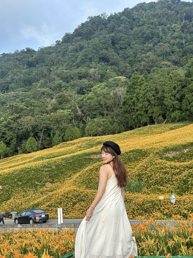 台灣花蓮|赤柯山金針花海現況2024 台灣花蓮|赤柯山金針花海現況2024