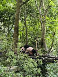 🇨🇳Spot the cutest creature on Earth in the forest!
