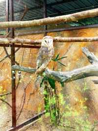 A Fun Day of Animal Encounters at Bentong Farm