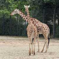 A Royal Botanical and Zoological Garden