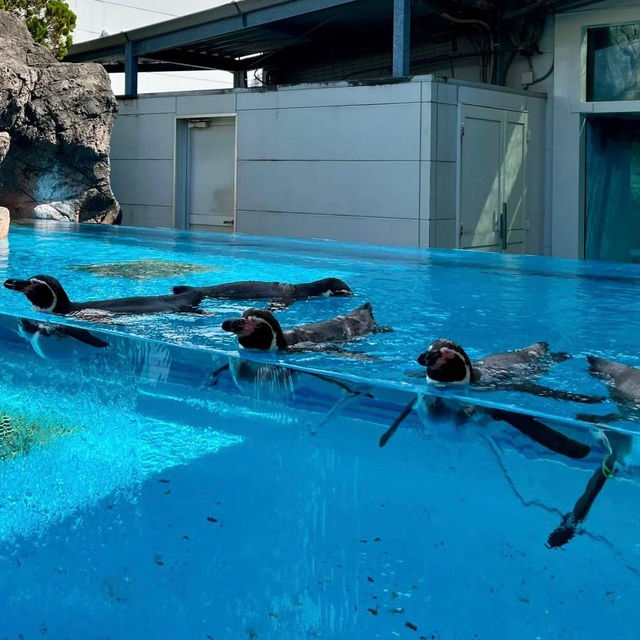 ～下關市立水族館～美麗海洋世界～