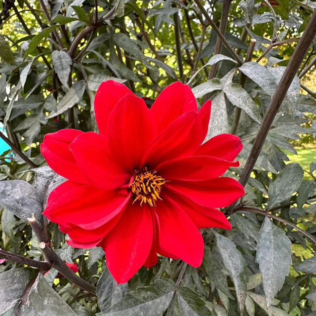 ～牛津大學哈考特植物園～增長植物知識好去處～