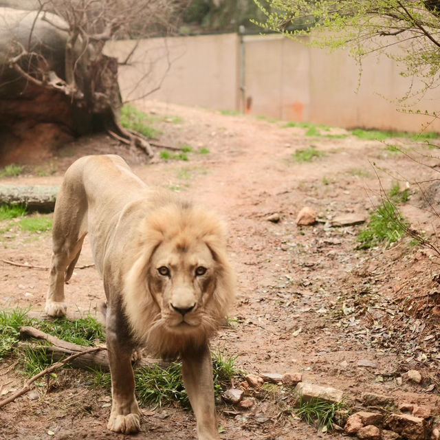 上野動物園簡～親親可愛動物