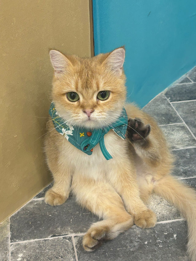 🐈🎶중구 명동 사랑과 빛이 가득한 고양이 카페, 루프캣미