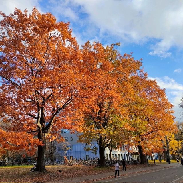 札幌景點｜北海道賞楓、賞銀杏一級戰區—北海道大學