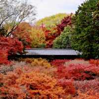 🇯🇵京都東福寺｜火燒通天橋的絕美楓紅