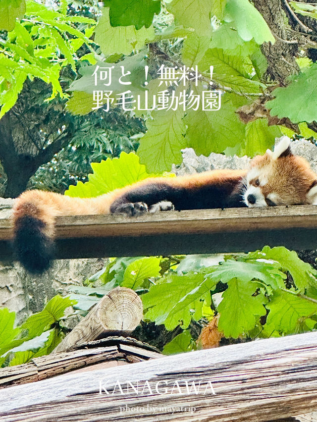 横浜にありながら無料の動物園【神奈川/桜木町】