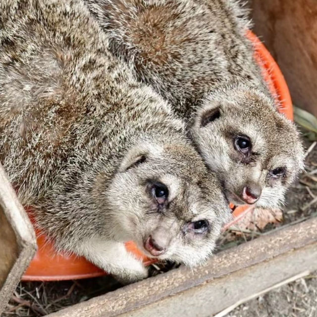 九州自然動物園：放養式的野生探險 🦓🌳