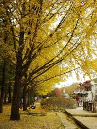 Autumn in Nami - Autumn in my heart
